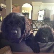 Fortcollinsnewfies