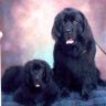 Conchshell Newfoundlands